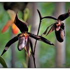 Schwarze Orchidee