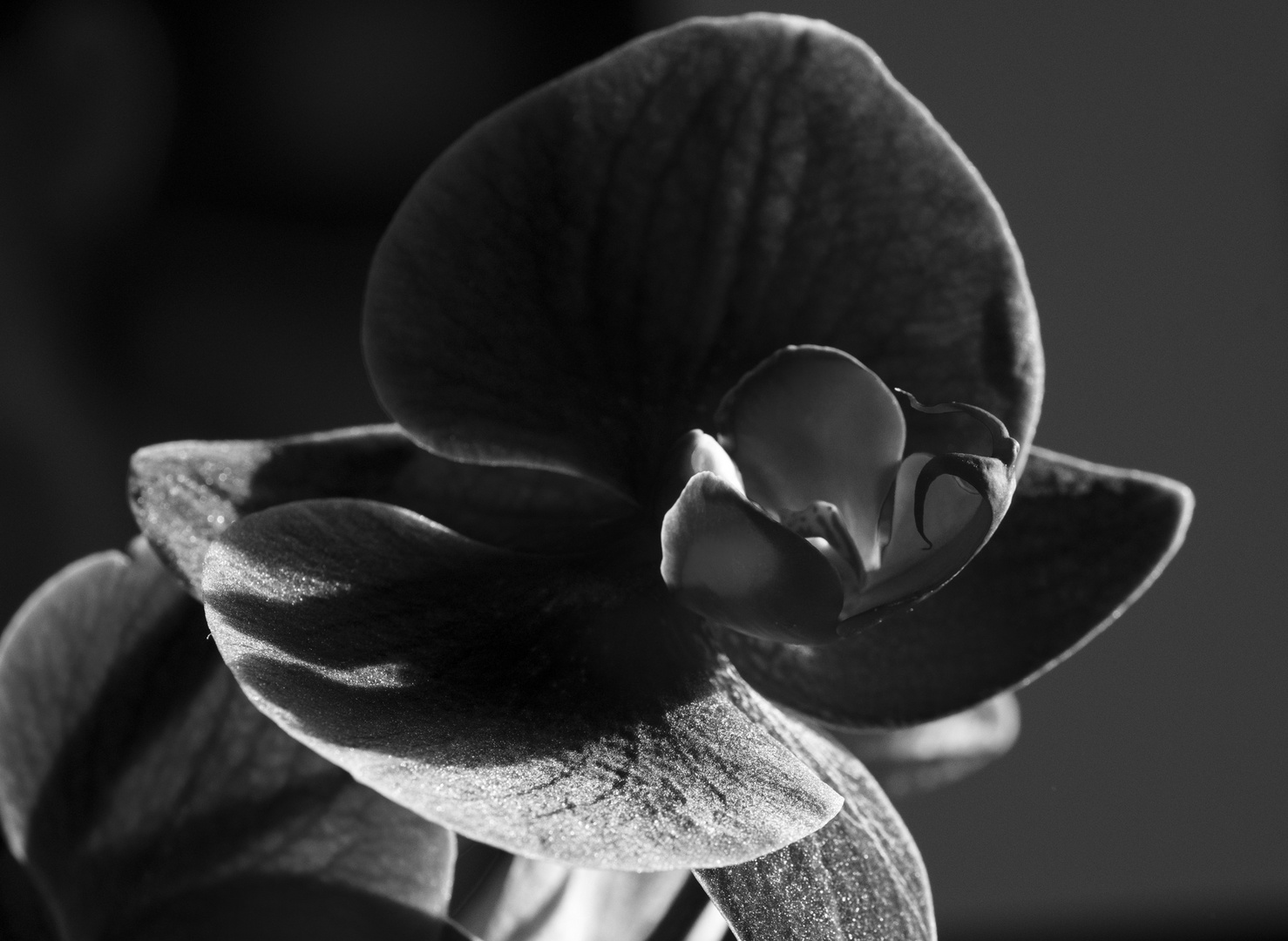 schwarze Orchidee