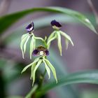 Schwarze Orchidee in Belize