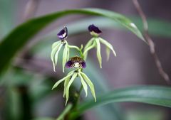 Schwarze Orchidee in Belize