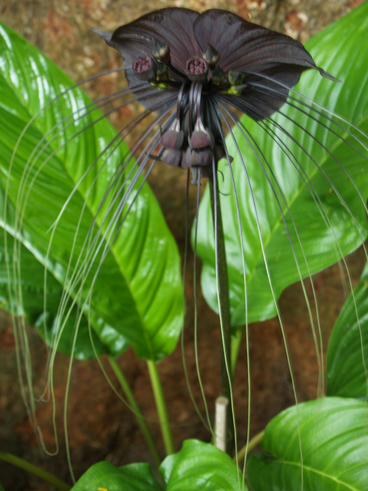 Schwarze Orchidee in Thailand (auch Fledermauspflanze)