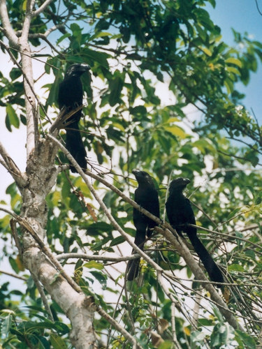 "Schwarze Papageien" am Rio Chavon