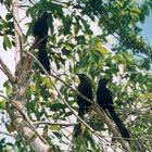 "Schwarze Papageien" am Rio Chavon