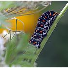 Schwarze Papilio Raupe