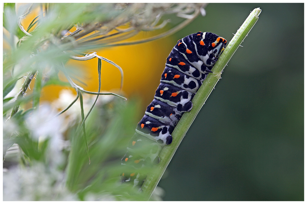 Schwarze Papilio Raupe