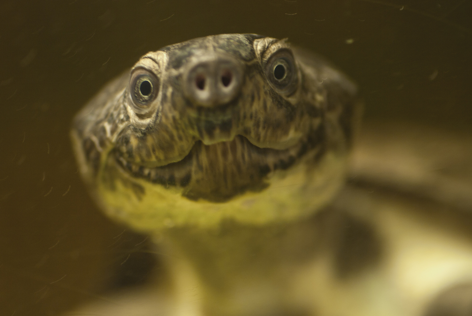 Schwarze Pelomedusa-Schildkröte in der Reptiliensammlung in Neu-Ulm fotografiert