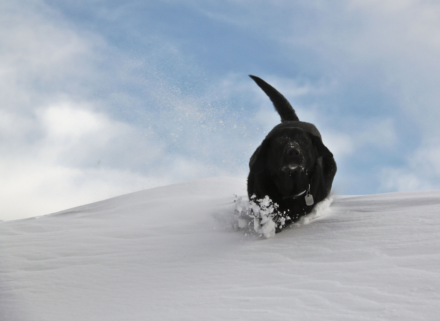 Schwarze Piste / Hund im Schnee