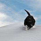 Schwarze Piste / Hund im Schnee