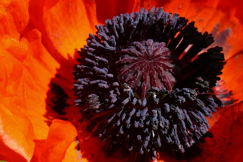 Schwarze Pollen