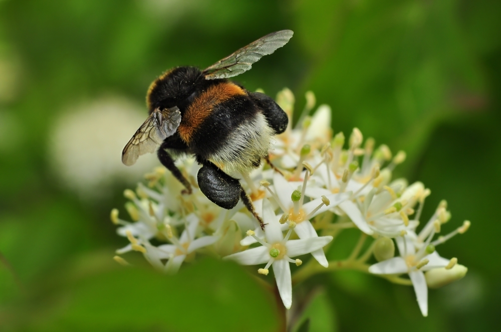 Schwarze Pollen-Höschen.....