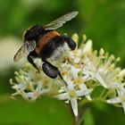 Schwarze Pollen-Höschen.....