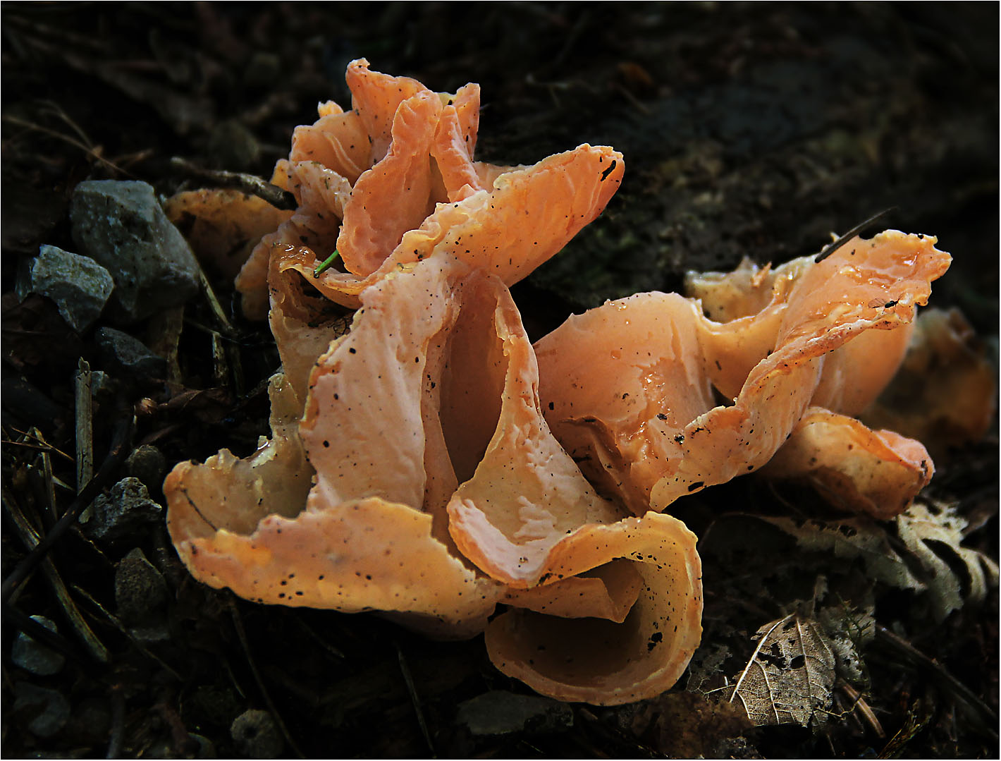 Schwarze Pünktchen auf Orange. Foto & Bild pflanzen, pilze & flechten, pilze & flechten, pilze