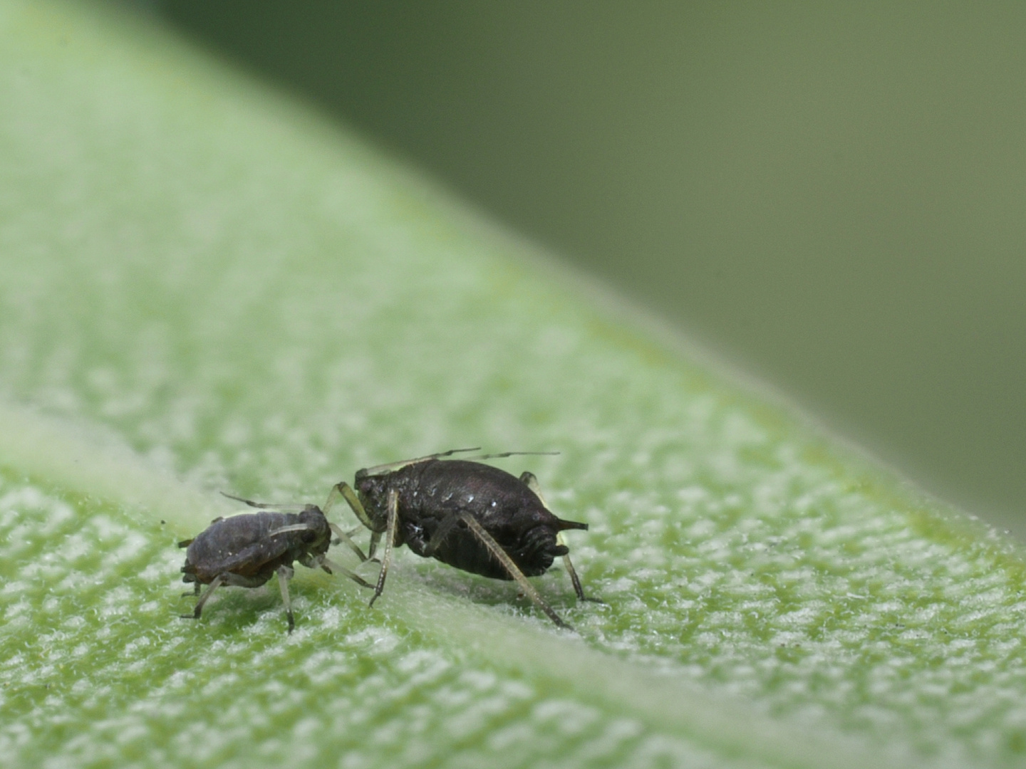 Schwarze Pünktchen Foto & Bild nah & makro, tiere, wildlife Bilder auf
