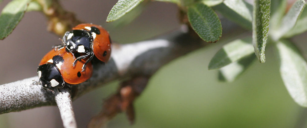 Schwarze Punkte auf rotem Grund auf schwarzen Punkten auf rotem Grund