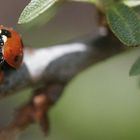 Schwarze Punkte auf rotem Grund auf schwarzen Punkten auf rotem Grund