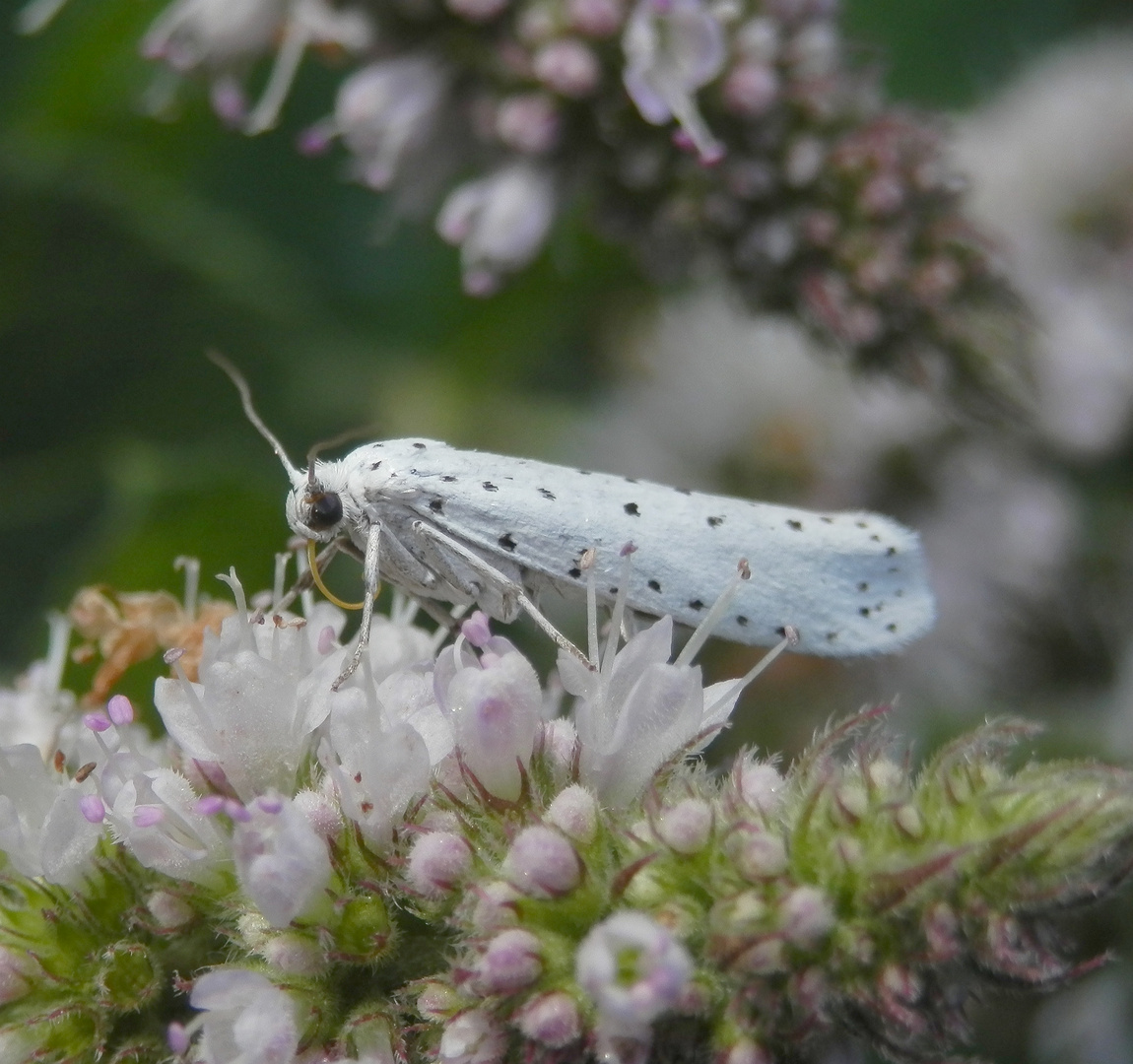 Schwarze Punkte auf weißem Grund - Pfaffenhütchen-Gespinstmotte (Yponomeuta cagnagella)