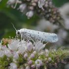 Schwarze Punkte auf weißem Grund - Pfaffenhütchen-Gespinstmotte (Yponomeuta cagnagella)