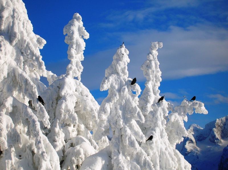 Schwarze Raben auf weißer PRACHT! (POWDER)