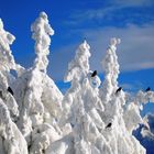 Schwarze Raben auf weißer PRACHT! (POWDER)