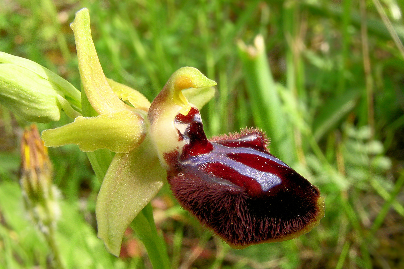 Schwarze Ragwurz (Ophrys incubacea) - 1