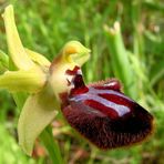 Schwarze Ragwurz (Ophrys incubacea) - 1