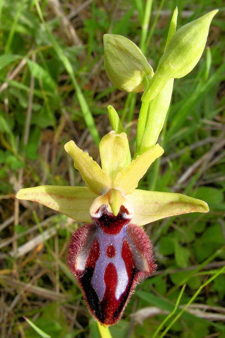 Schwarze Ragwurz (Ophrys incubacea) - 2