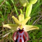 Schwarze Ragwurz (Ophrys incubacea) - 2