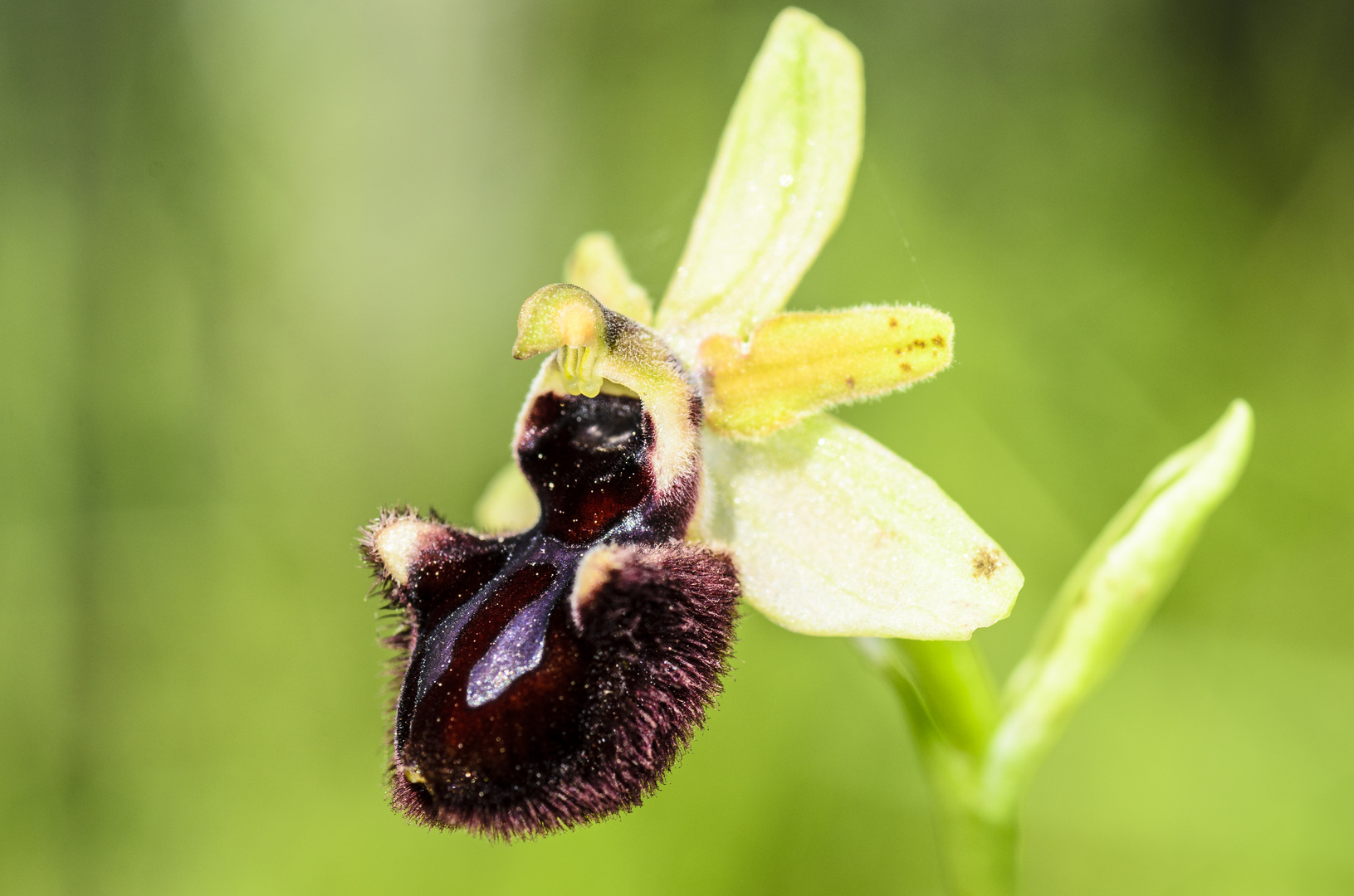 Schwarze Ragwurz (Ophrys incubacea)