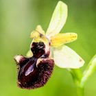 Schwarze Ragwurz (Ophrys incubacea)