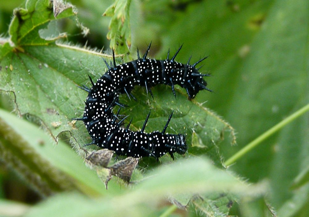 Schwarze Raube mit weisen Punkten