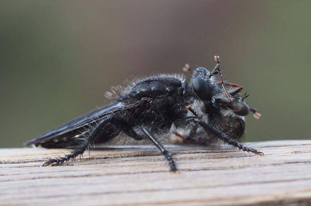 schwarze Raubfliege mit Beute (ebenfalls eine Raubfliege)