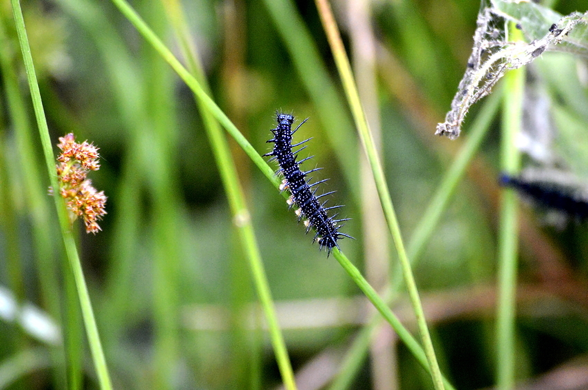 Schwarze Raupe 