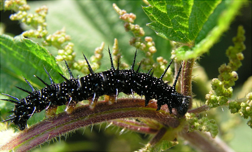 schwarze Raupe