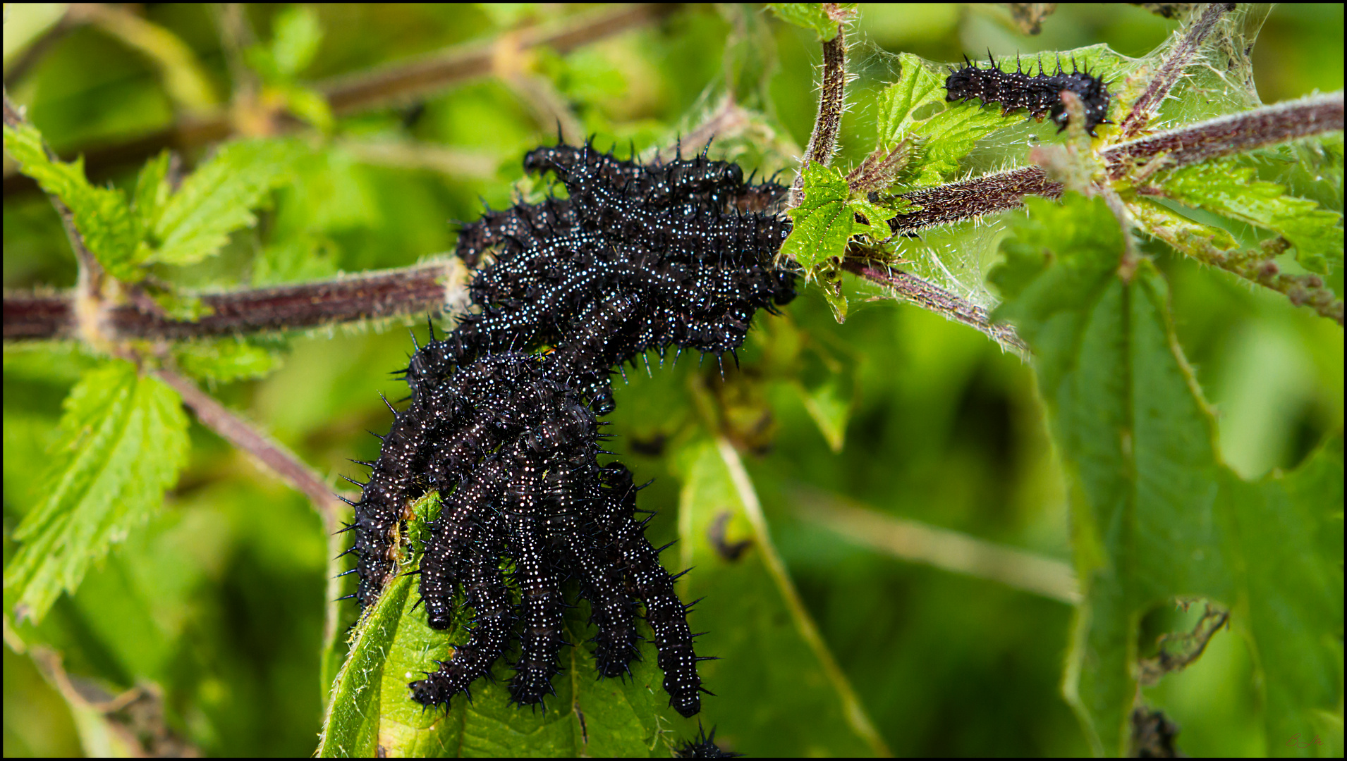 Schwarze Raupen Foto &amp; Bild tiere, wildlife