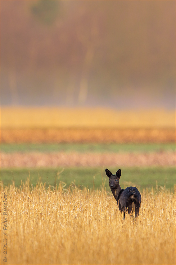 Schwarze Ricke am frühen Morgen