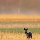 Schwarze Ricke am frühen Morgen