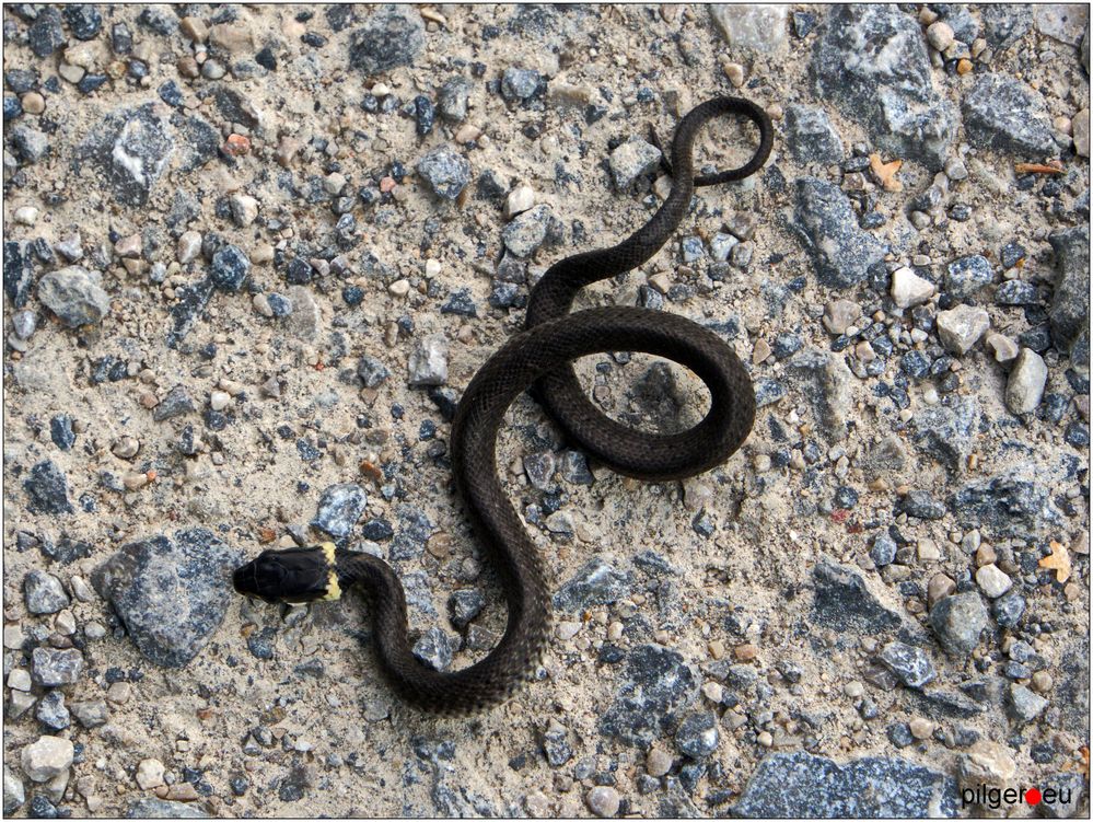 Schwarze Ringelnatter, Jungtier Foto & Bild natur, schwarz, tiere