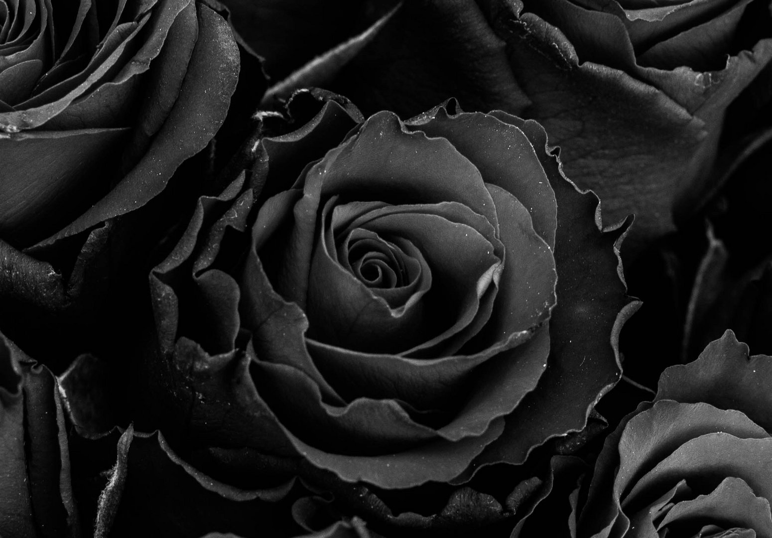 Schwarze Rose