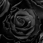 Schwarze Rose