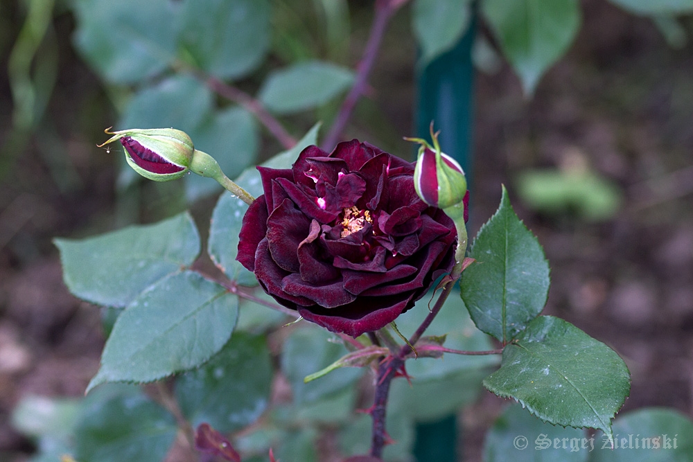 schwarze Rose