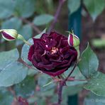 schwarze Rose