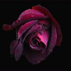 Schwarze Rose