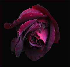 Schwarze Rose