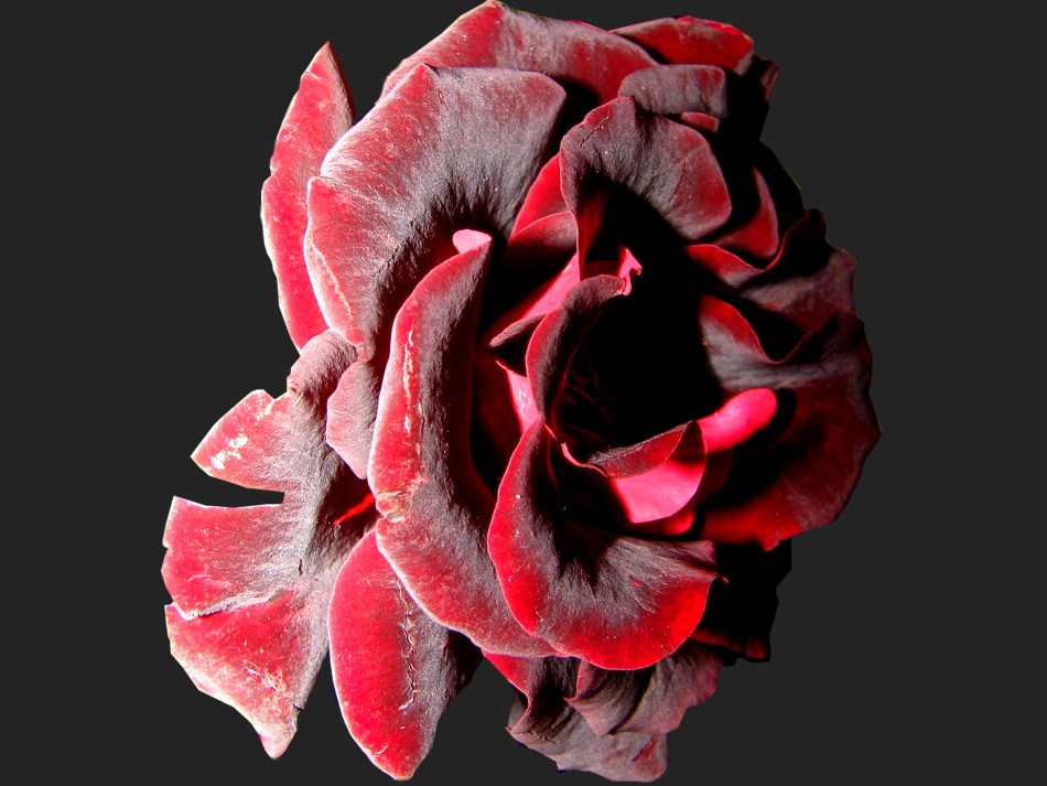 Schwarze Rose Foto & Bild pflanzen, pilze & flechten, blüten