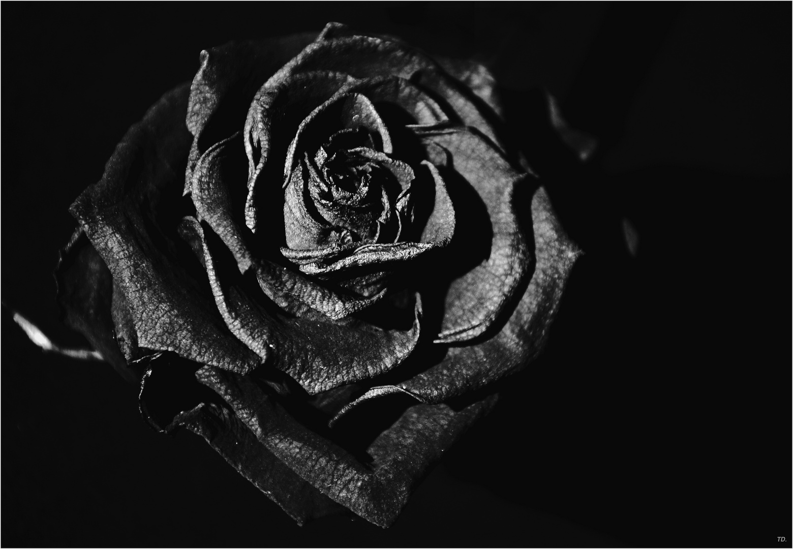 schwarze rose... Foto & Bild fotokunst, monochrome fine art, versuche... Bilder auf
