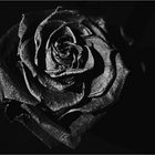 schwarze rose...