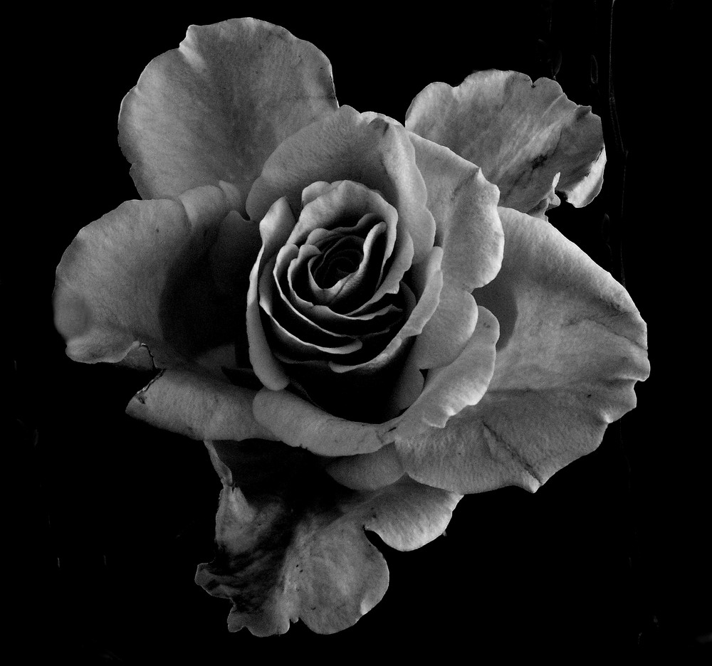 "schwarze Rose"