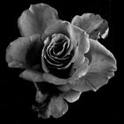 "schwarze Rose"