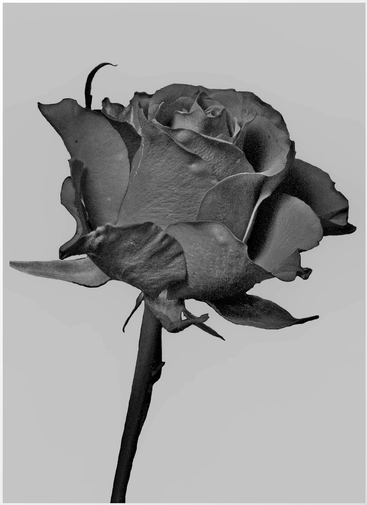 Schwarze Rose