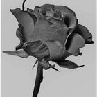 Schwarze Rose